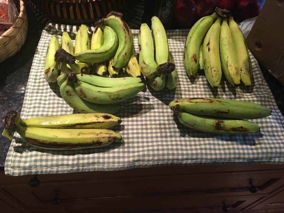 A large bunch of Gros Michel bananas