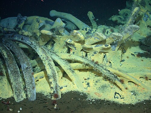 A whale skeleton on the deep sea floor covered in scavenging animals