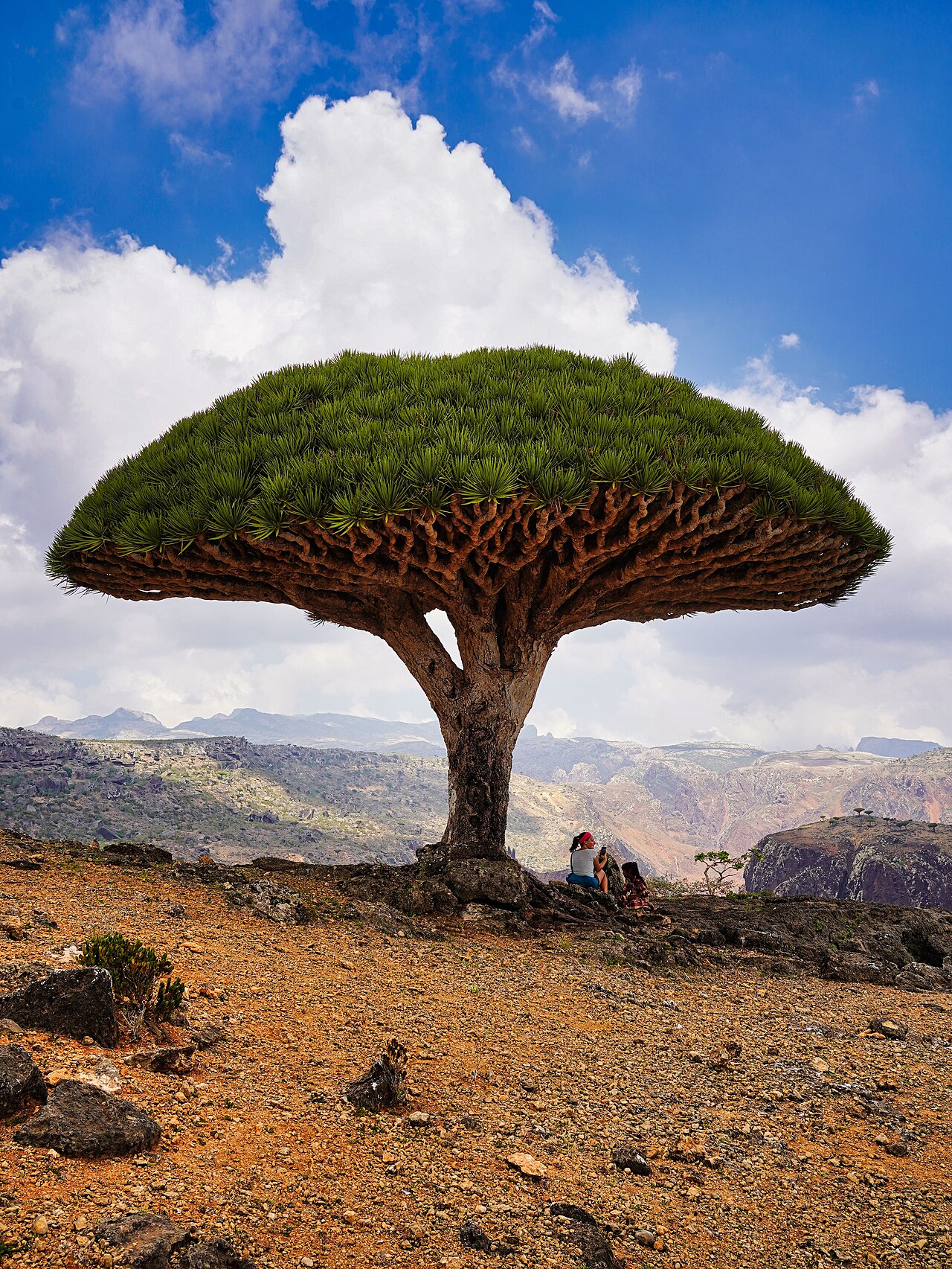 Dragon’s Blood Tree, by Photograph by Alex38