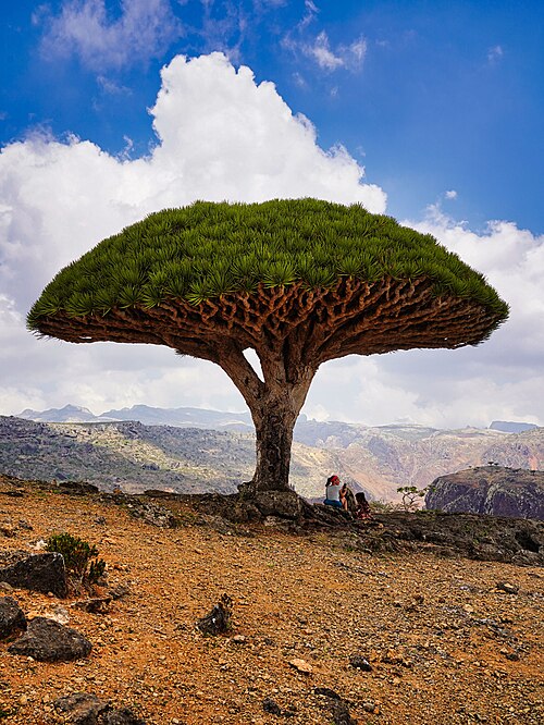 Dragon’s Blood Tree, by Photograph by Alex38
