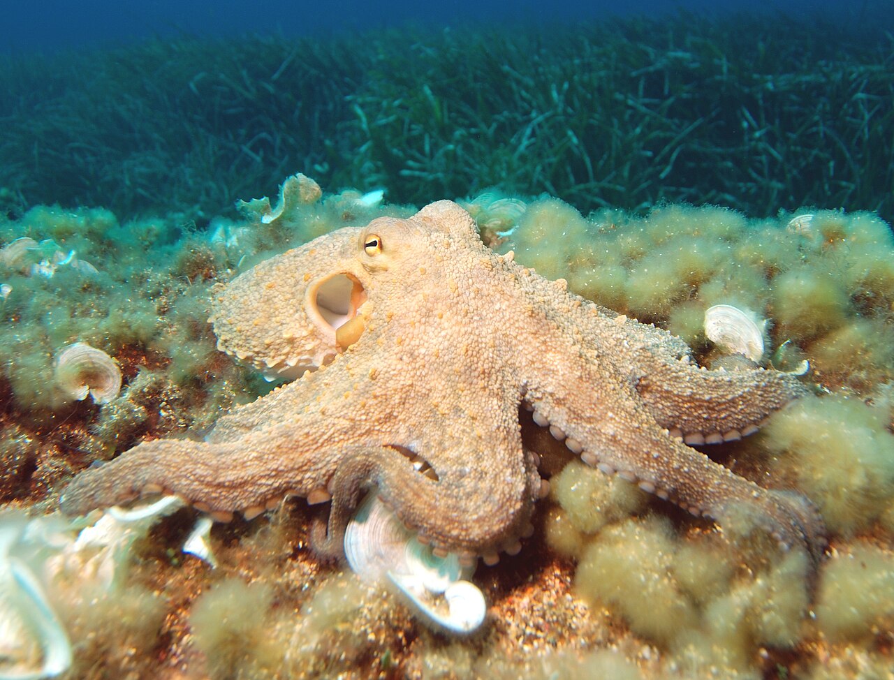 An octopus on the sea floor, arms spread