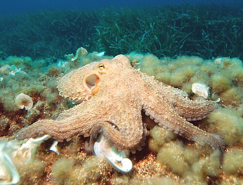An octopus on the sea floor, arms spread