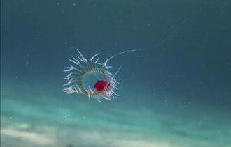 Turritopsis dohrnii, a tiny transparent jellyfish with a red centre