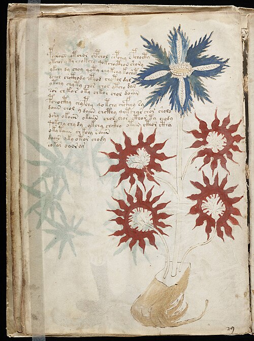A page of the Voynich Manuscript, covered in its unknown script beside a plant drawing