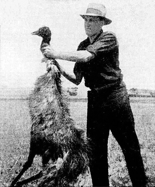 An emu killed during the 1932 Emu War, held up for the camera