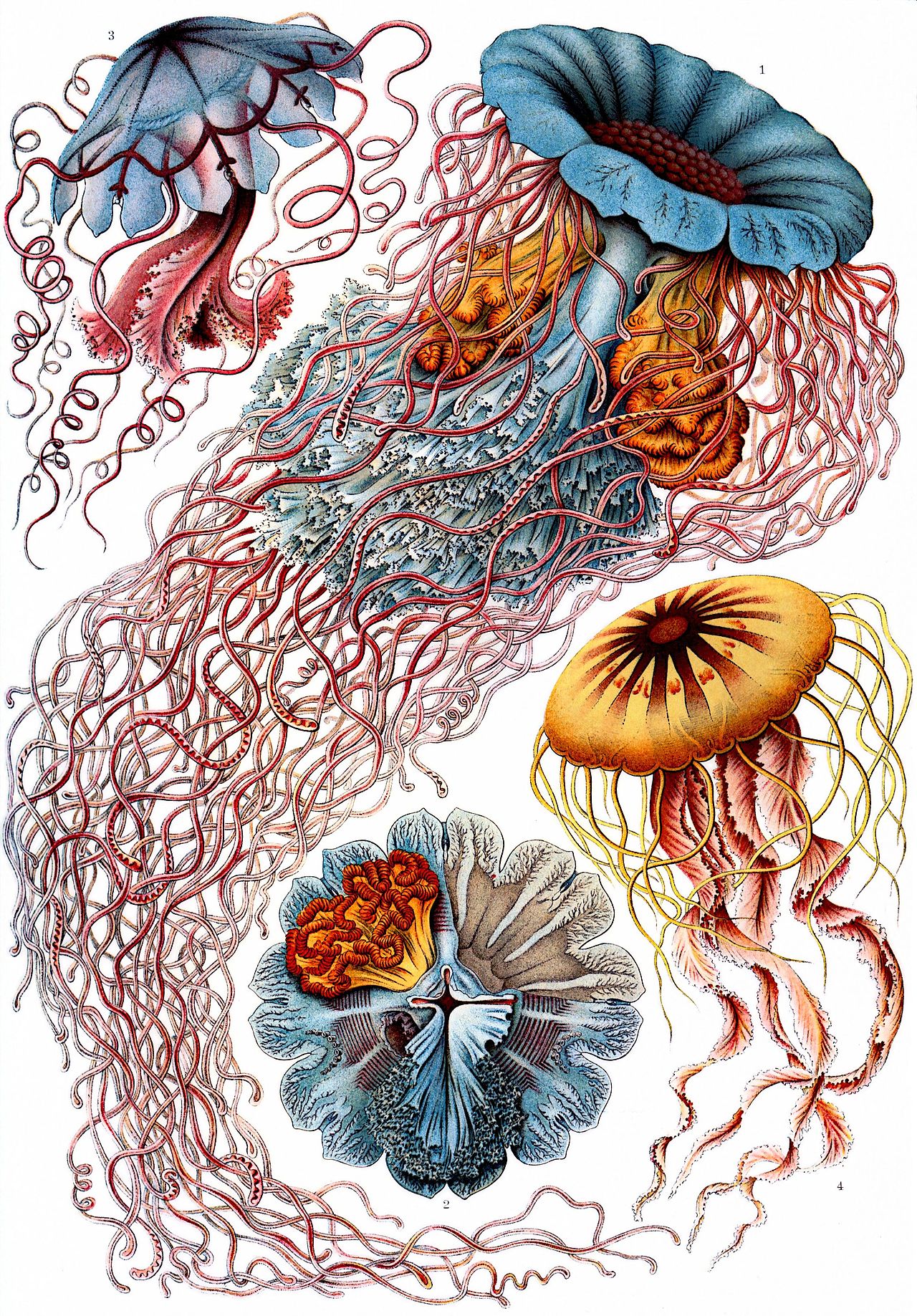 Kunstformen der Natur (Art Forms in Nature), by Ernst Haeckel