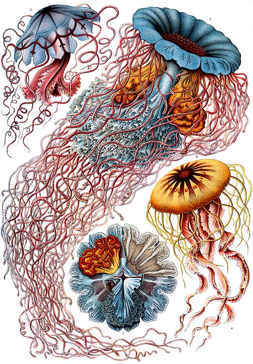 Kunstformen der Natur (Art Forms in Nature), by Ernst Haeckel